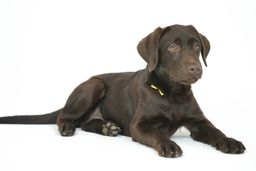 Snickers_Mar26_Yellow_7.22.26-08833