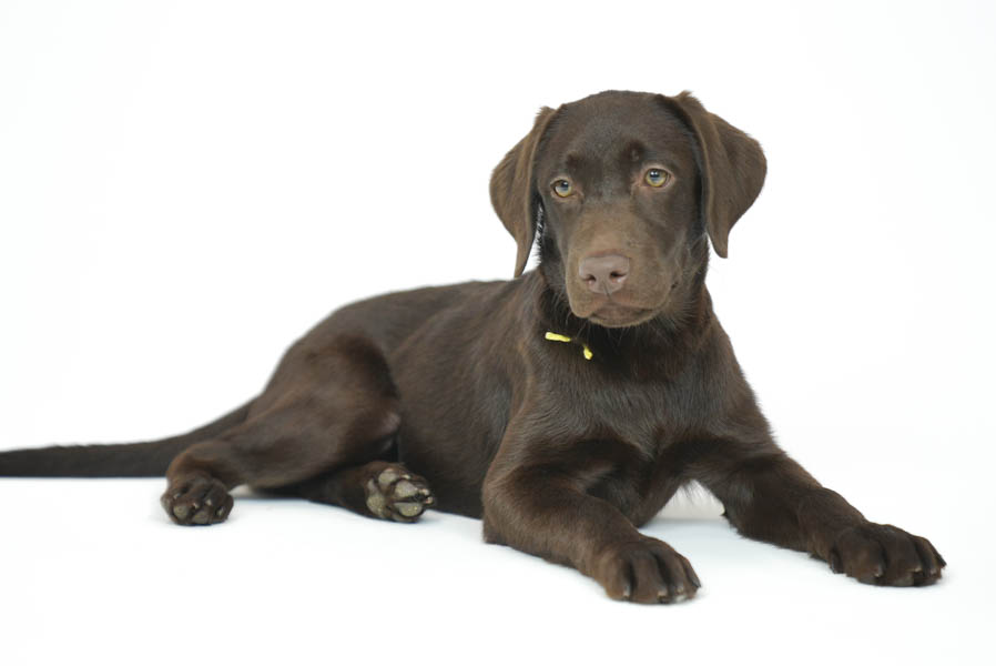 Snickers_Mar26_Yellow_7.22.26-08838